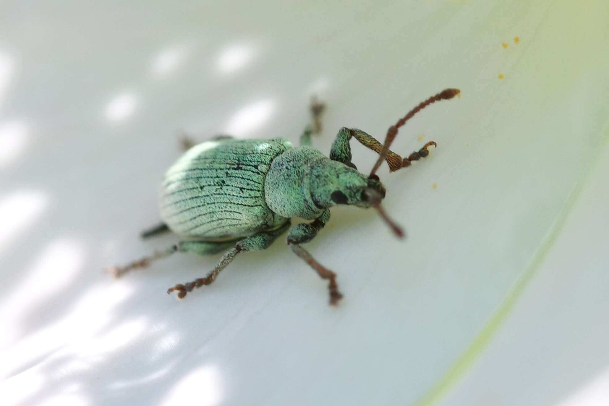 Imagem de Phyllobius (Parnemoicus) roboretanus Gredler 1882