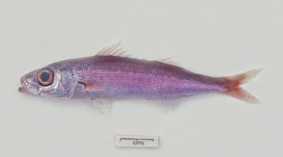 صورة Emmelichthys