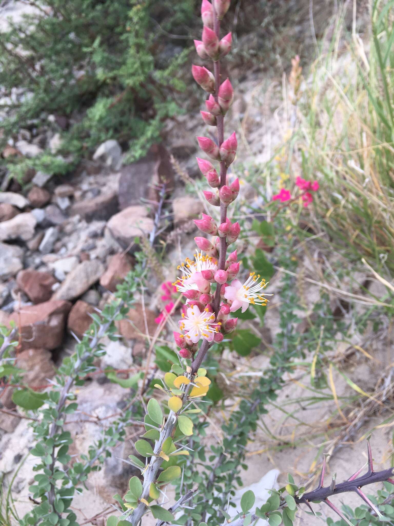 Imagem de Fouquieria burragei Rose