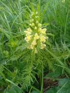 Imagem de Pedicularis foliosa L.