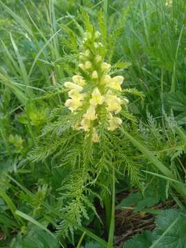 Image of Pedicularis foliosa L.