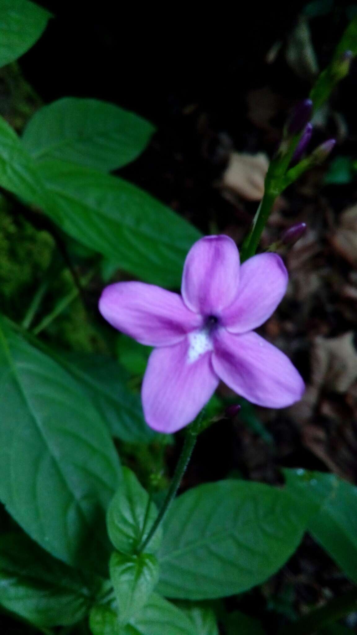 Pseuderanthemum cuspidatum (Nees) Radlk. resmi