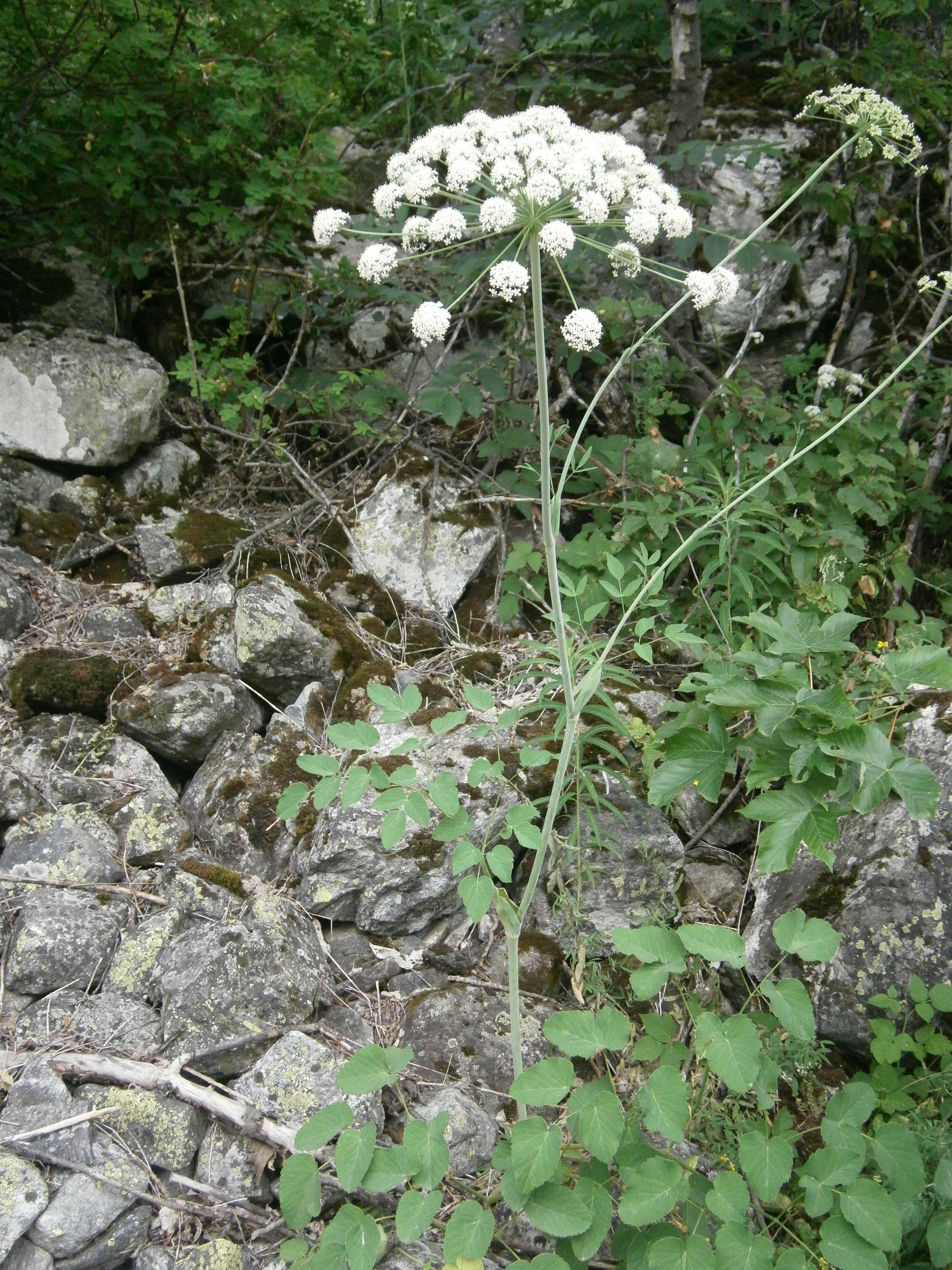 Слика од Laserpitium latifolium L.