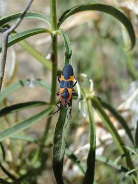 Image of Large Milkweed Bug