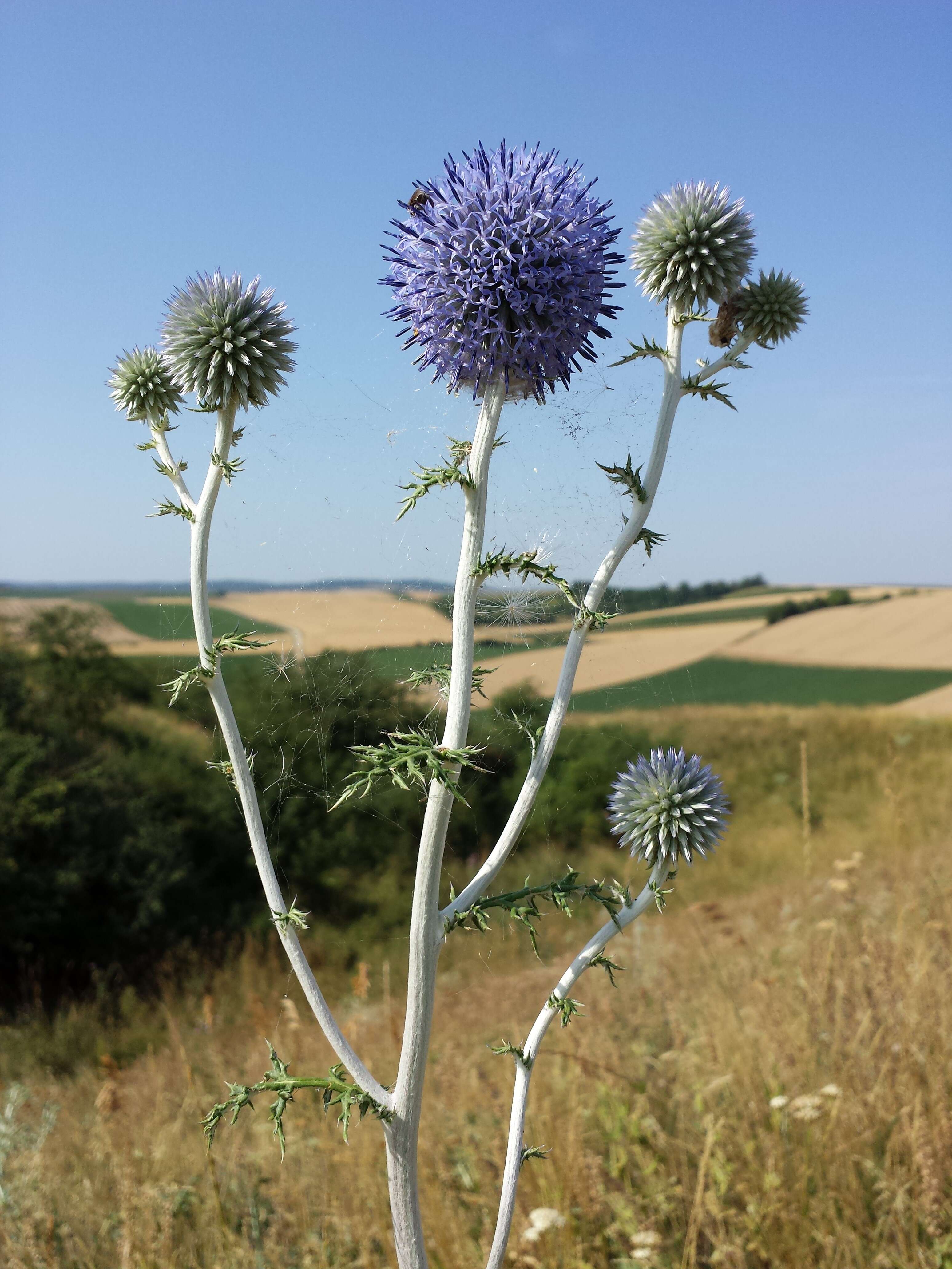 Image of southern globethistle