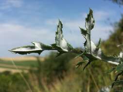 Image of southern globethistle