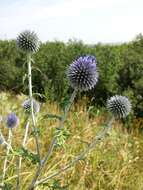 Image of southern globethistle