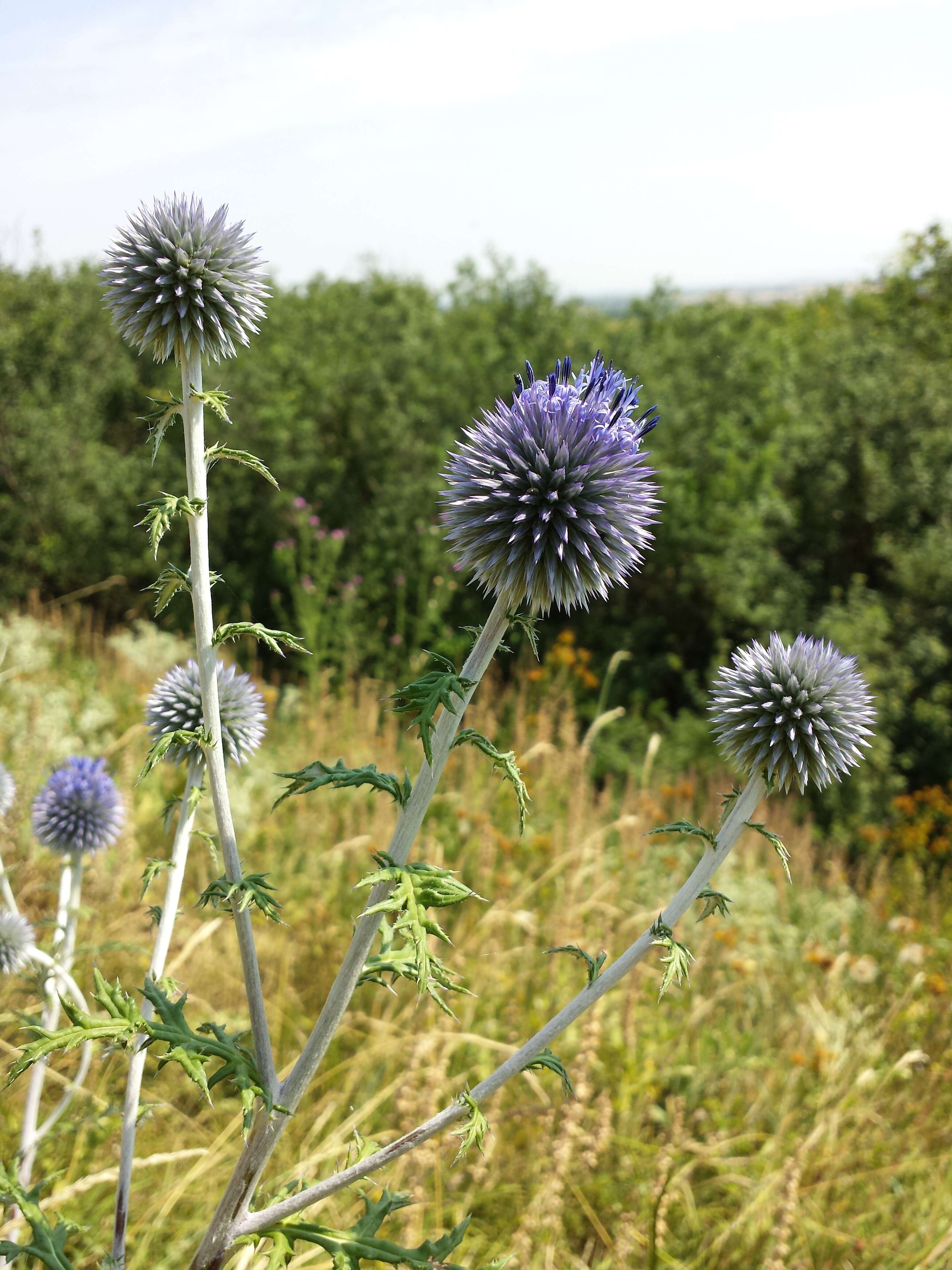 Image of southern globethistle