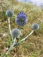 Image of southern globethistle