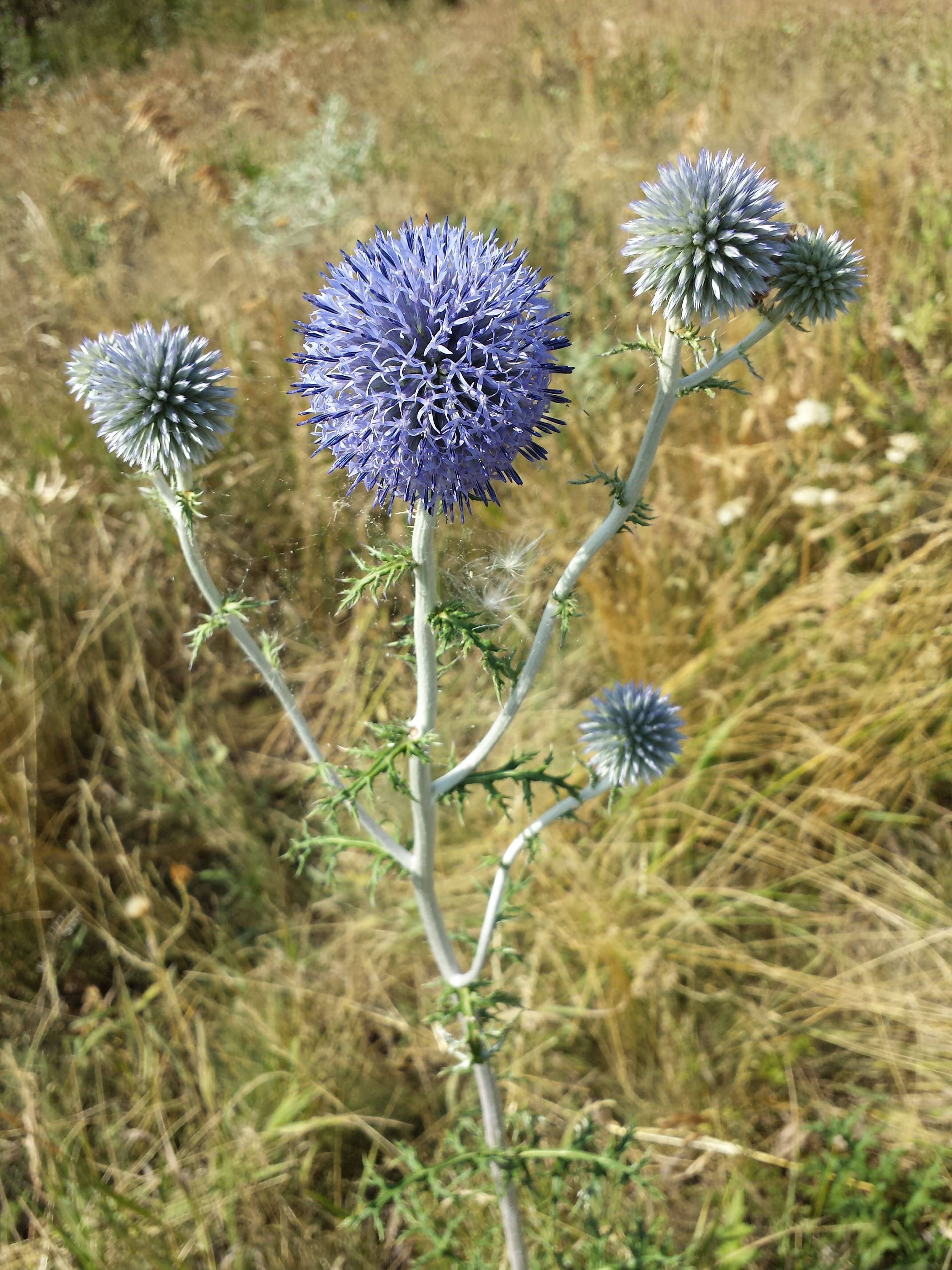 Image of southern globethistle