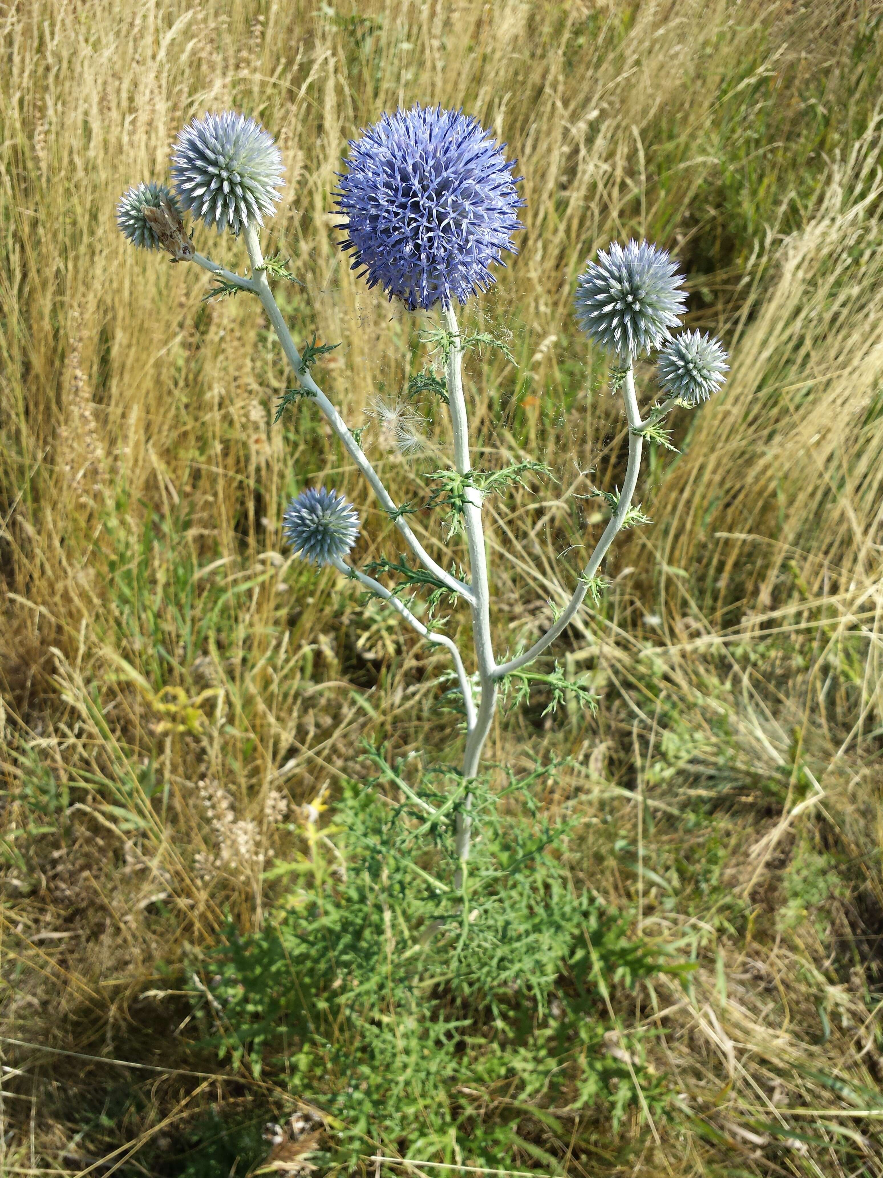 Image of southern globethistle