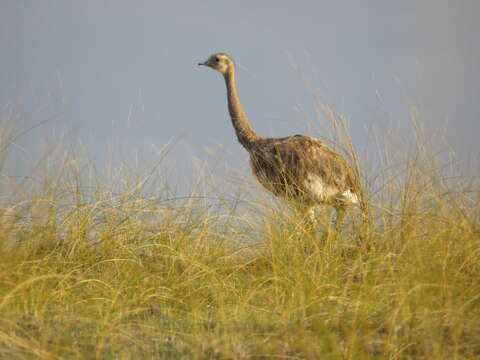 Image of Lesser Rhea