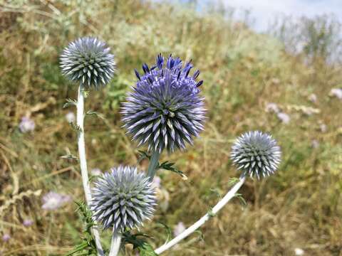 Image of southern globethistle