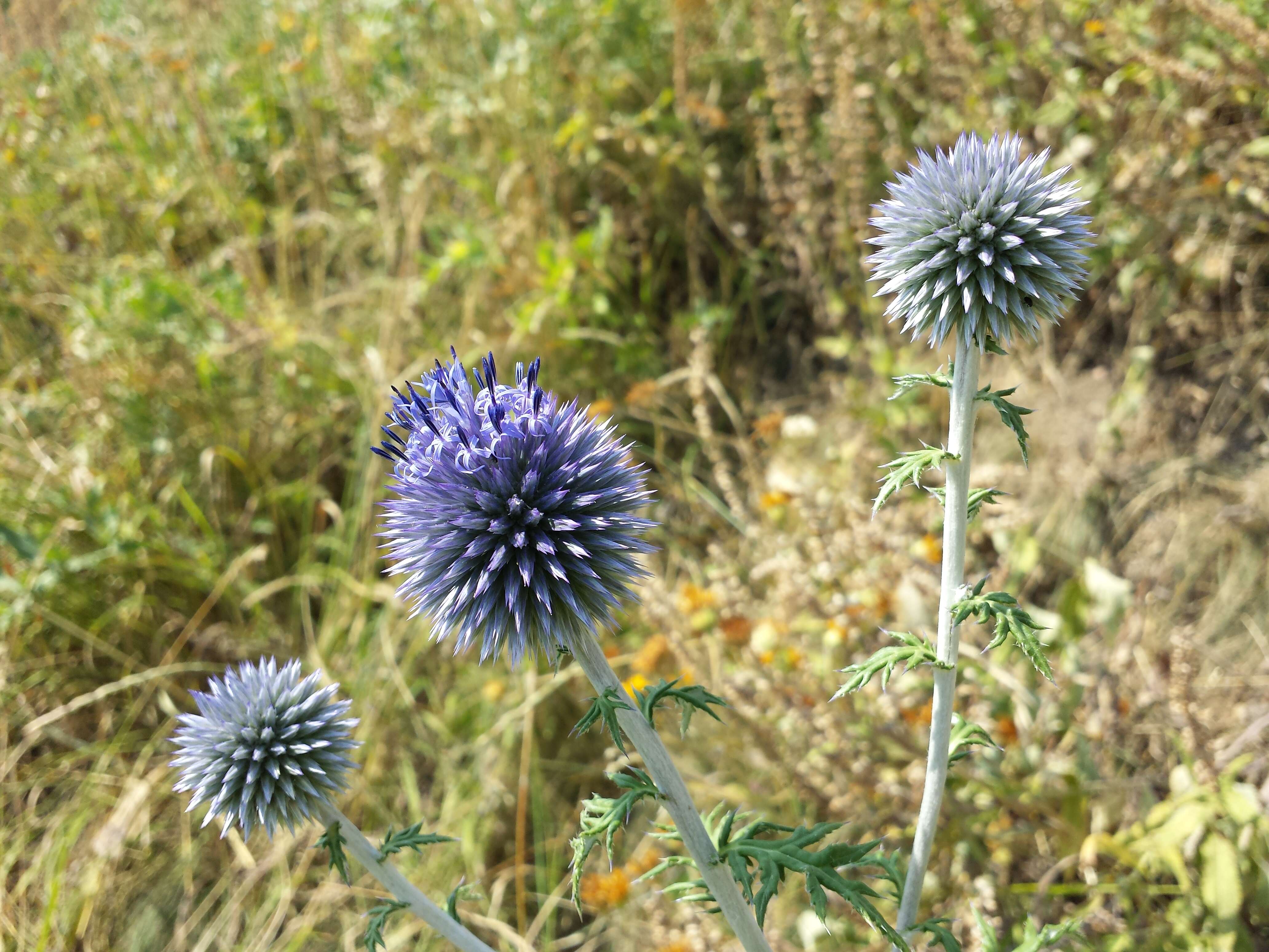 Image of southern globethistle