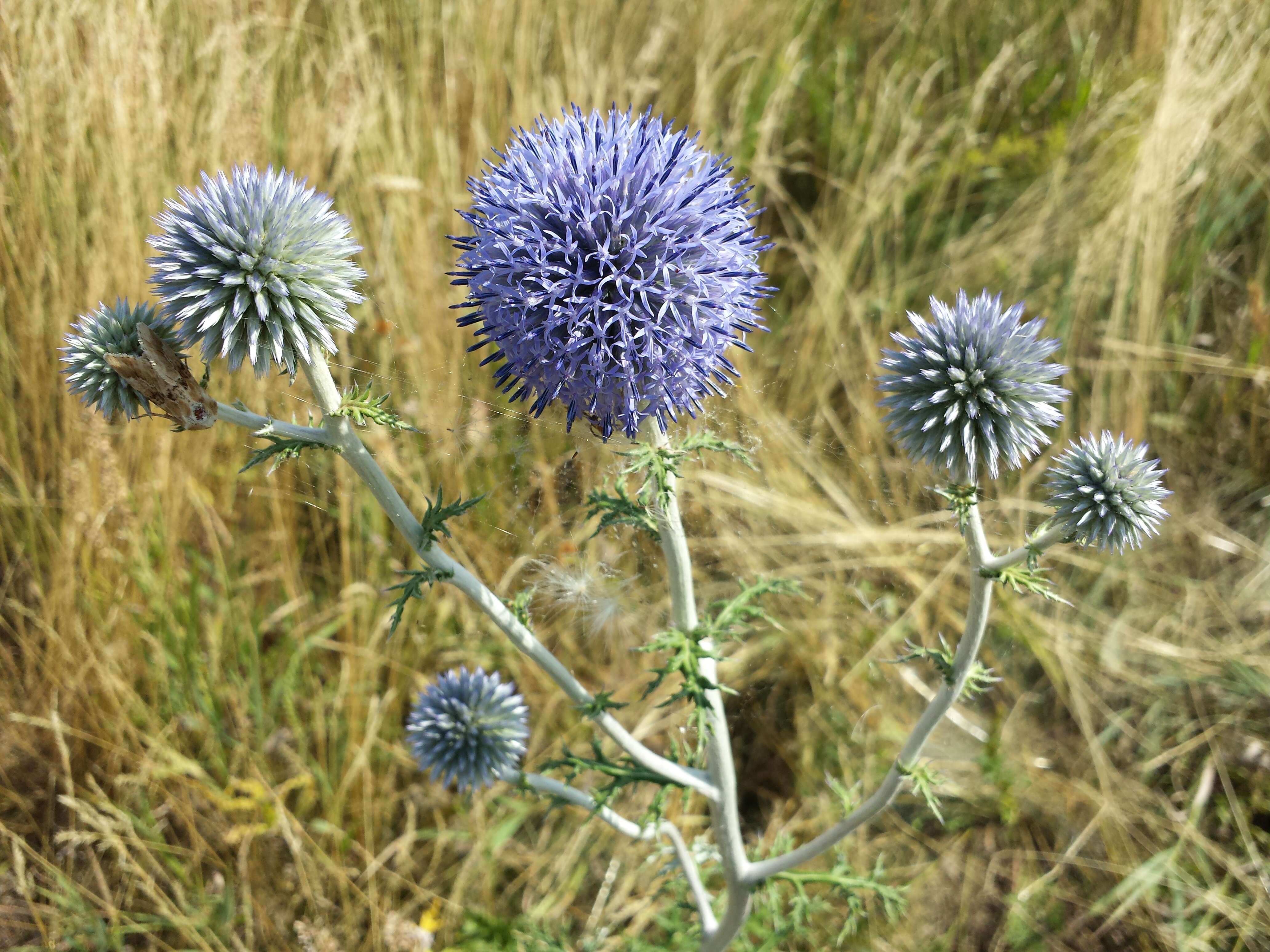 Image of southern globethistle