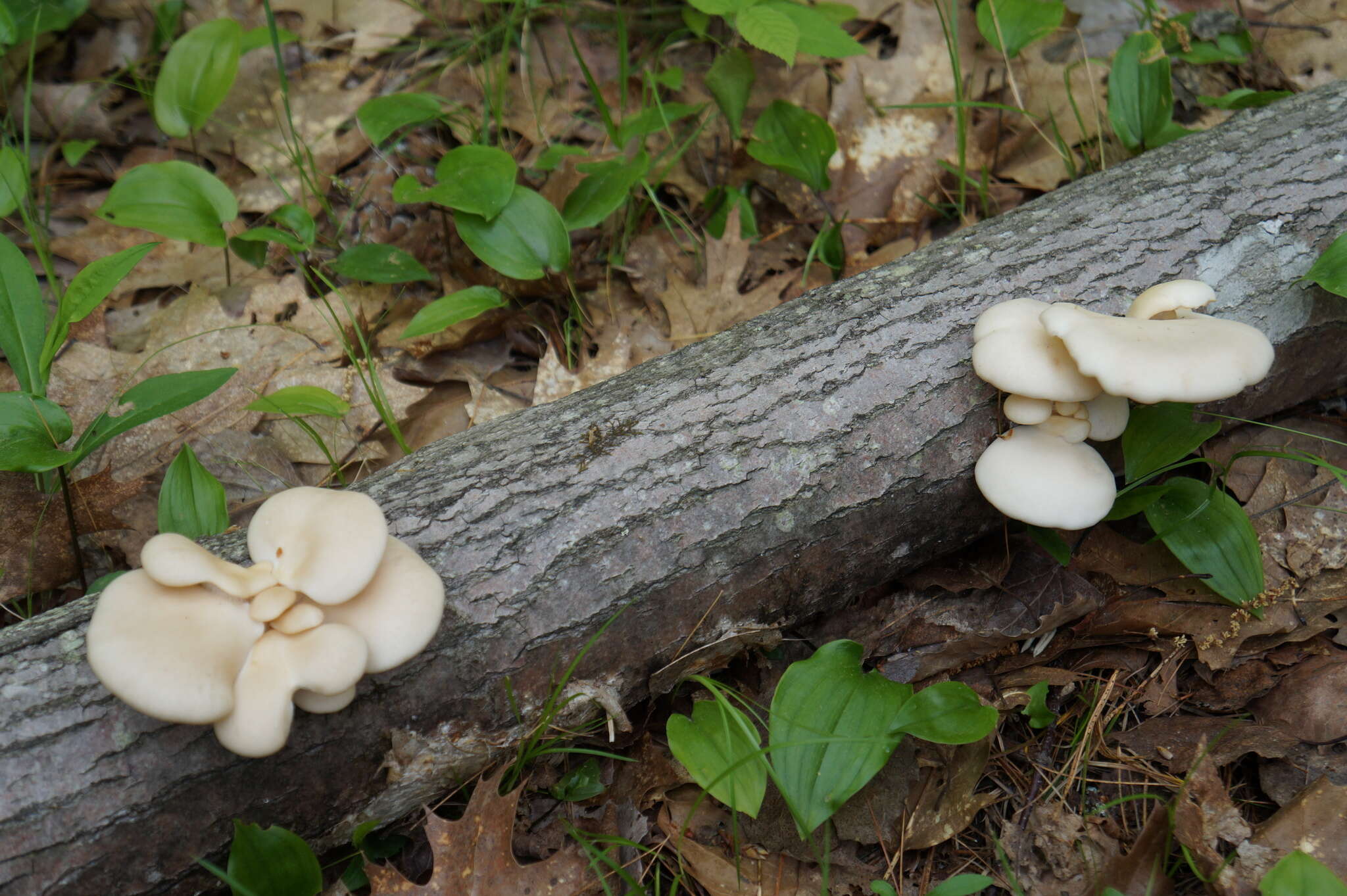 Image of Pleurotus populinus O. Hilber & O. K. Mill. 1993