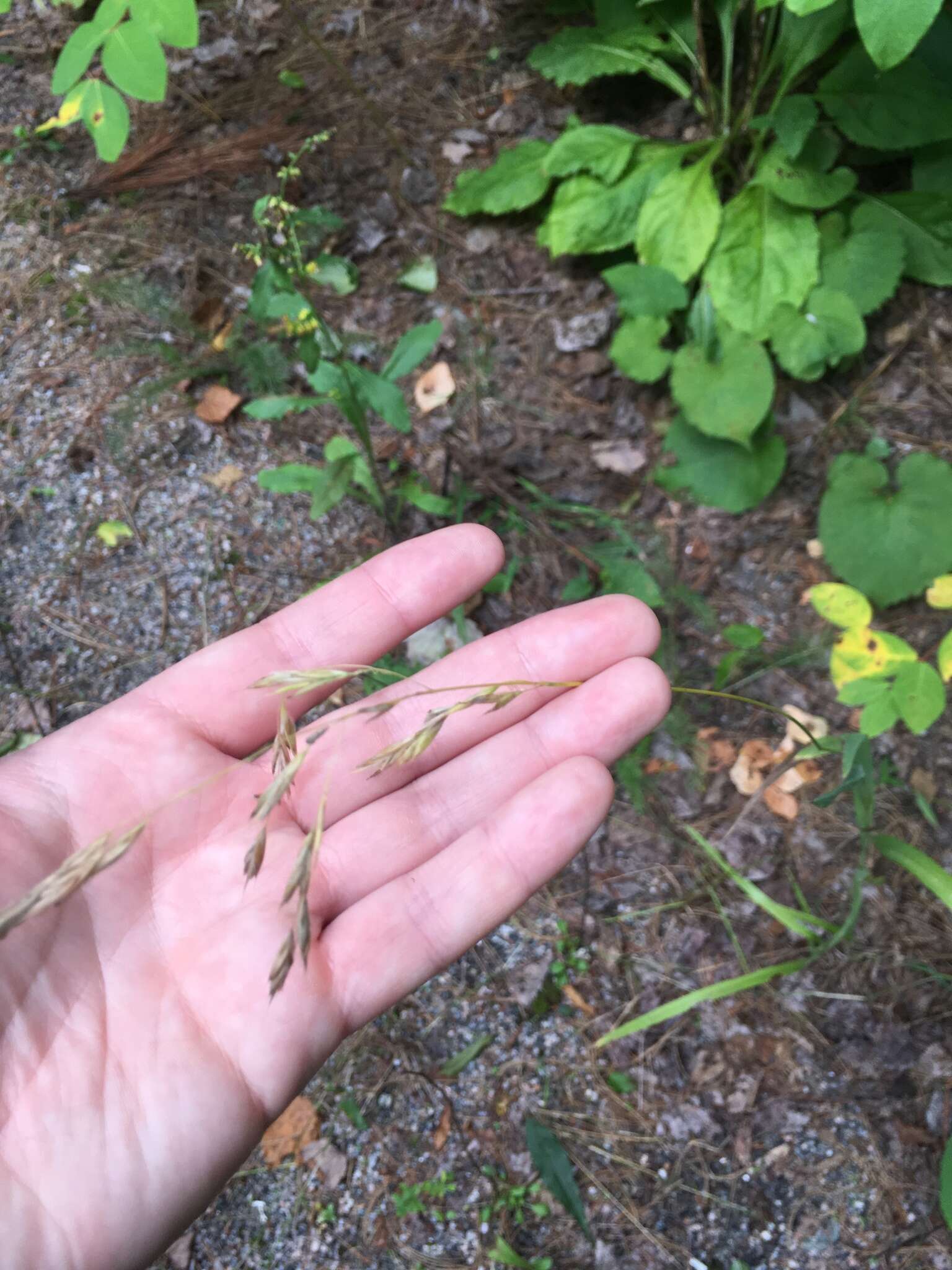 Image of fringed brome