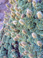 Image of mat rockspirea