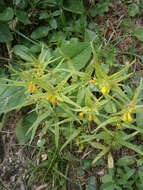 Image of Small cow-wheat