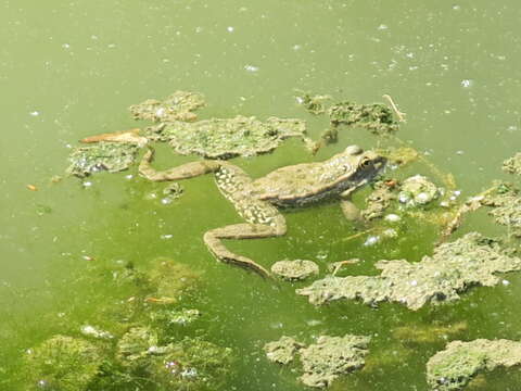 صورة Pelophylax esculentus