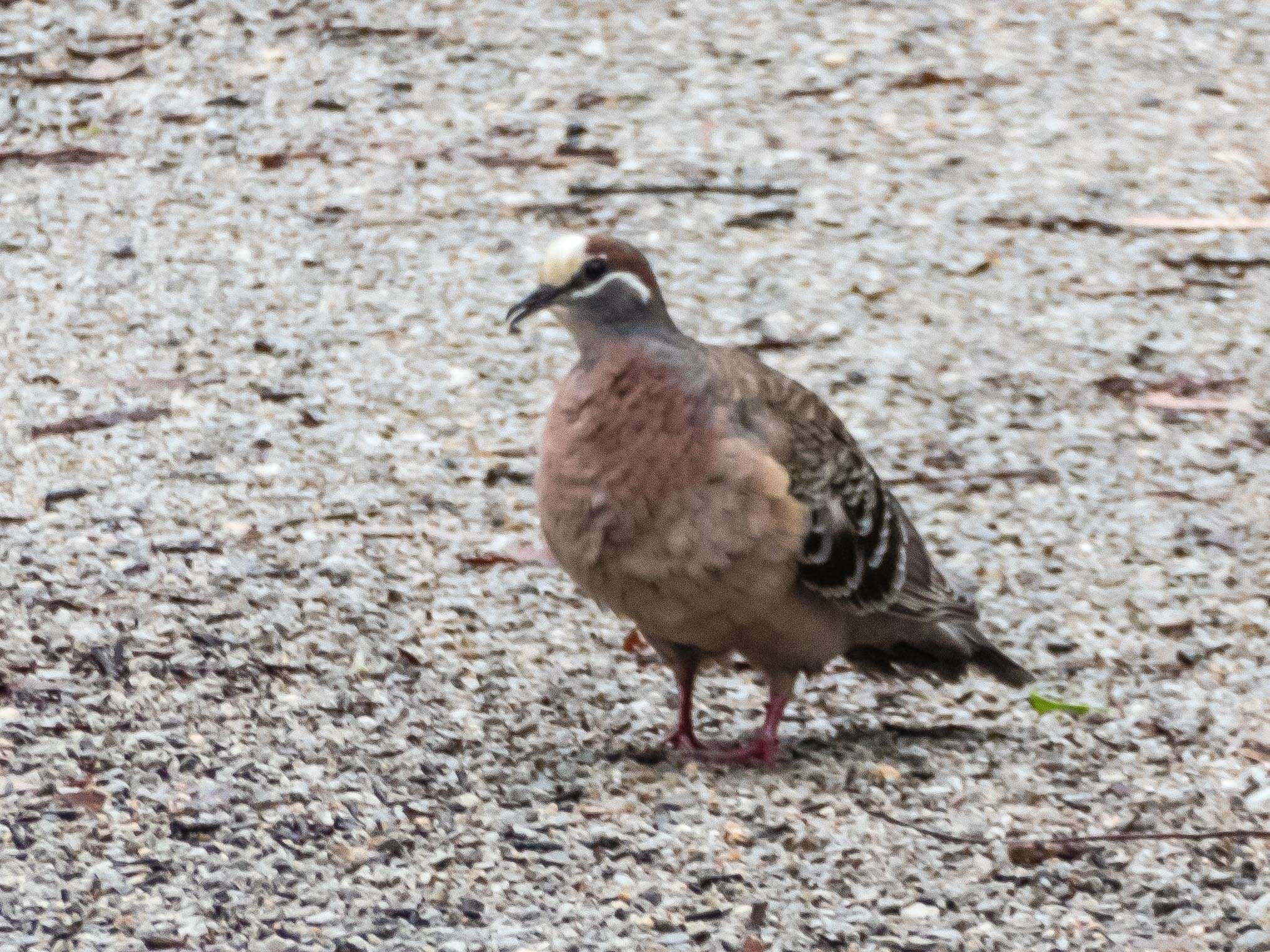 Image of Common Bronzewing