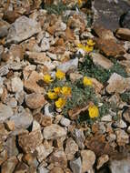 Imagem de Papaver alpinum L.