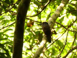 Image of Black-streaked Puffbird