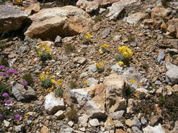 Imagem de Papaver alpinum L.