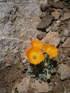 Imagem de Papaver alpinum L.