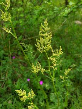 Sivun Rumex turcomanicus (Rech. fil.) Czer. kuva