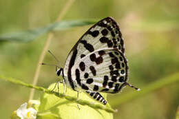 Image of Common Pierrot