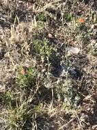 Image of gooseberryleaf globemallow