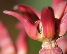 Image of mahogany milkweed