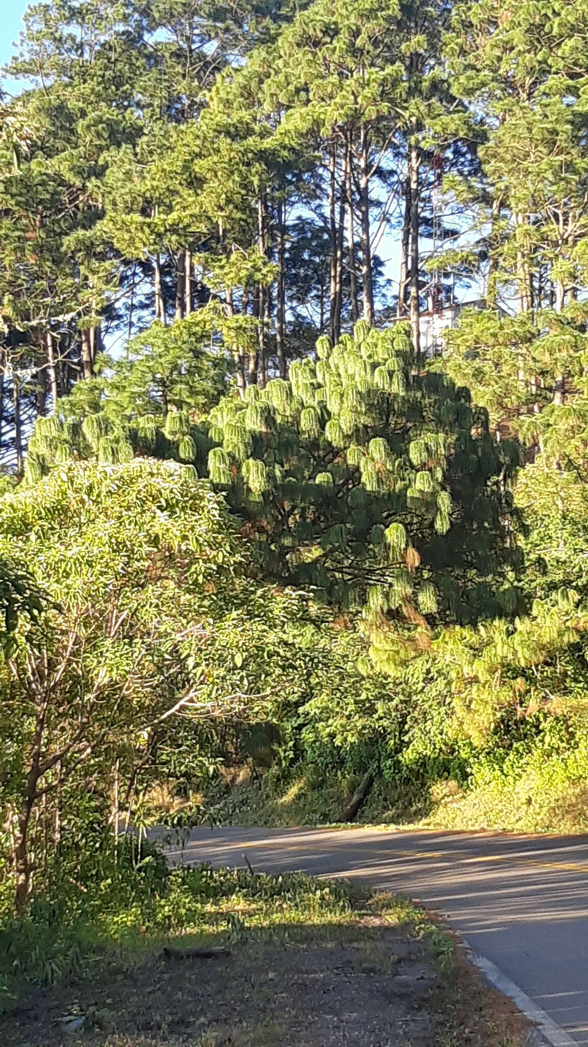 Image of Thin-leaf Pine