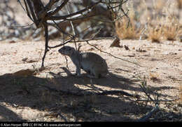 Image of Xerospermophilus tereticaudus apricus (Huey 1927)