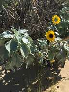 Слика од Helianthus argophyllus Torr. & A. Gray