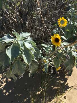 Image of silverleaf sunflower