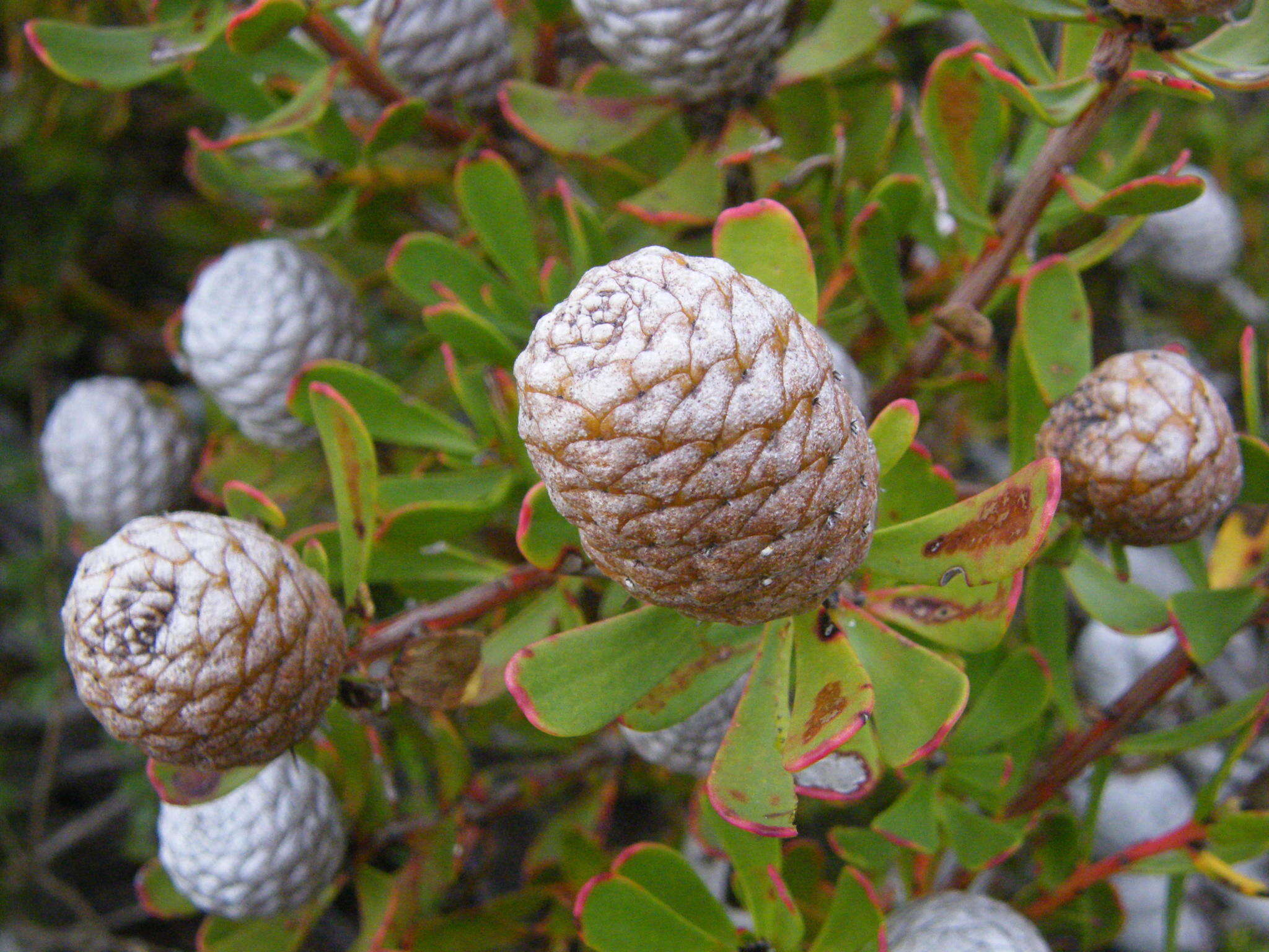 Imagem de Leucadendron muirii Phillips