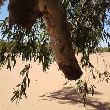 Слика од Eucalyptus camaldulensis subsp. refulgens Brooker & M. W. Mc Donald