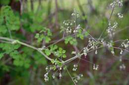 Image of Thalictrum guatemalense C. DC. & Rose ex Rose