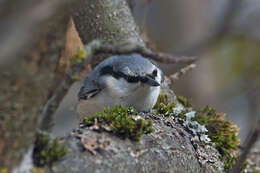 Image of Sitta europaea europaea Linnaeus 1758