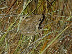 Image of Parsley Frog