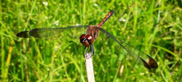 Image of Sympetrum infuscatum (Selys 1883)