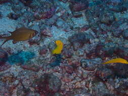 Image of Canary wrasse