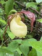 Image of Kentucky lady's slipper