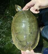 Image of Llanos Sideneck Turtle