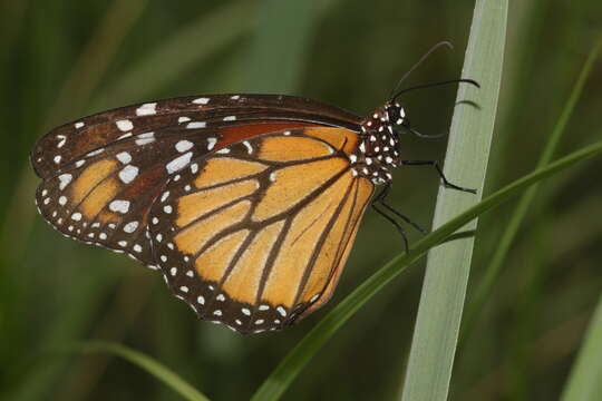 Image of Danaus (Anosia) eresimus subsp. tethys Forbes 1943