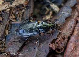 Image of Pterostichus (Bothriopterus) adstrictus Eschscholtz 1823