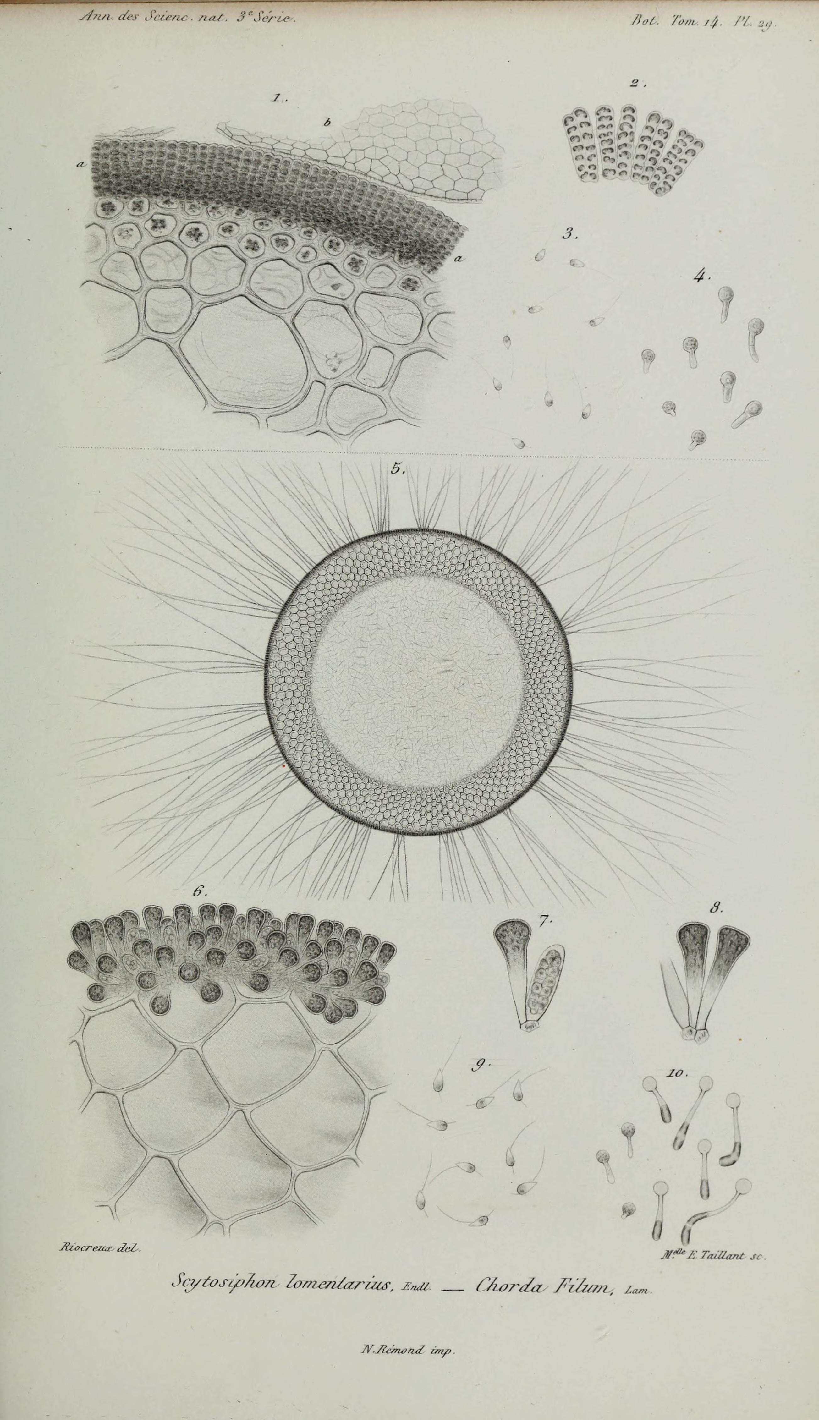 Imagem de Scytosiphon C. Agardh 1820