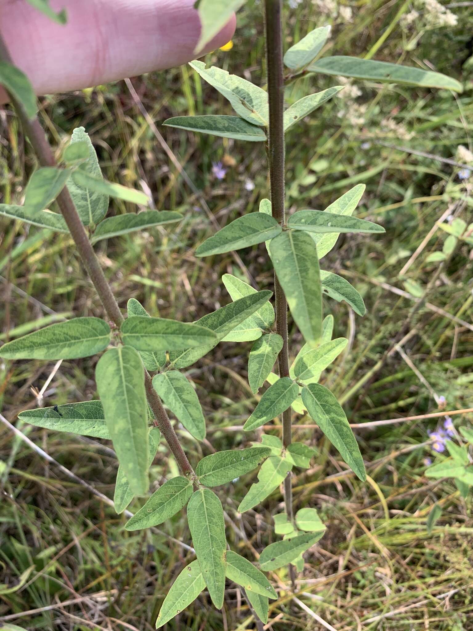 Imagem de Desmodium rigidum (Elliott) DC.